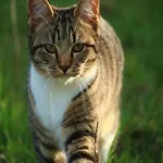 Stylish Holiday Home In Hastiere With Terrace *