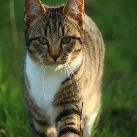 Stylish In Hastiere With Terrace *